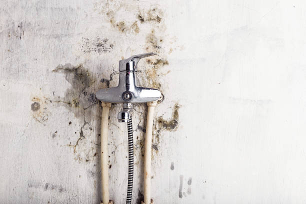 Best Bathroom Mold Remediation in Sumrall, MS