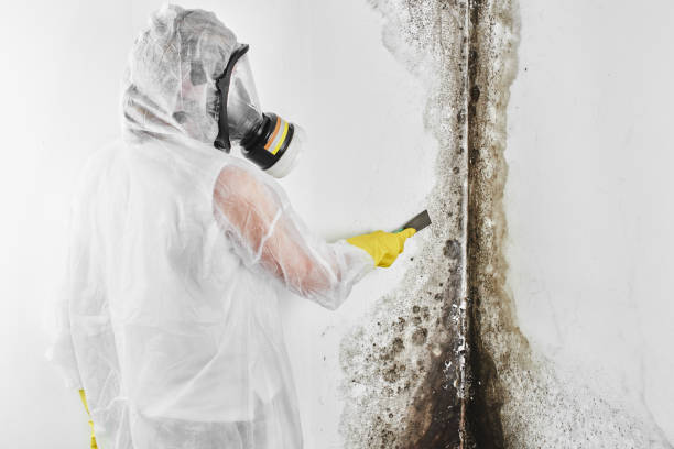 Best Mold Testing and Inspection Services in Sumrall, MS