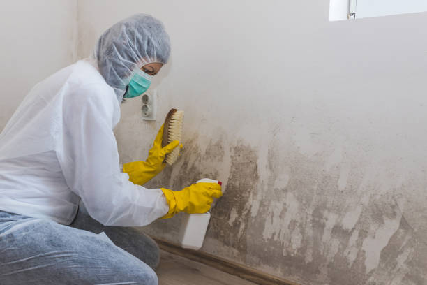 Best Basement Mold Remediation in Sumrall, MS