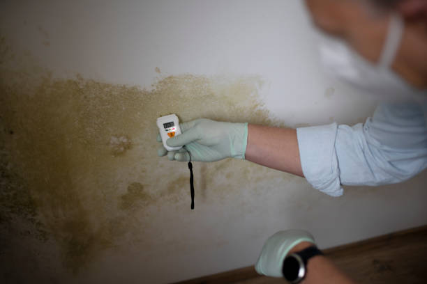 Best HVAC Mold Remediation in Sumrall, MS