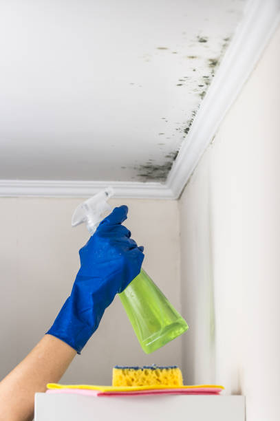 Best Preventive Mold Services in Sumrall, MS