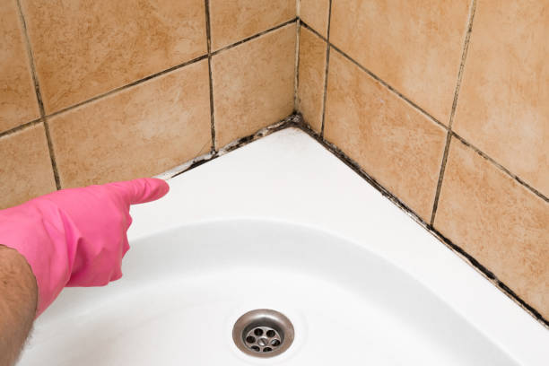 Best Industrial Mold Remediation in Sumrall, MS